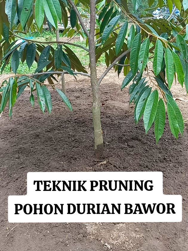 TEKNIK PRUNING POHON DURIAN BAWOR UMUR TANAM 8 BULAN