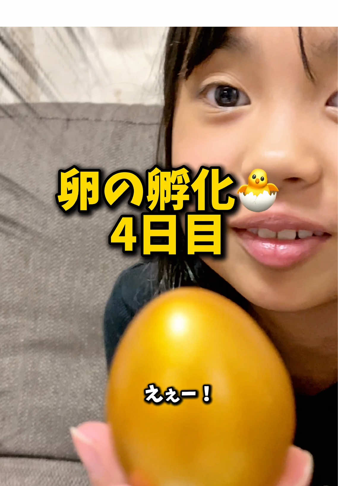 卵の孵化4日目🐣まさかの卵が金色になった？？金卵🥚？ #あいここ #卵の孵化 #ひよこ 