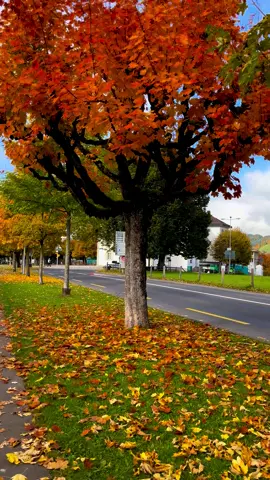 #مواليد_شهر_اكتوبر حطو لايك🤍 #خريف😌🍁🍂 #شو_بيشبهك_تشرينن #CapCut #pov 
