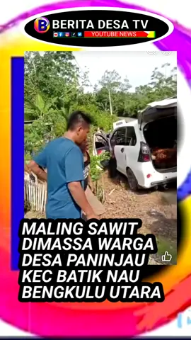 Terduga maling sawit di desa Air Limas dengan menggunakan mobil dihadang warga di desa Paninjau Kecamatan Batik Nau Bengkulu Utara, senin sore (13/10/2025). Menurut keterangan warga, pelaku yang sempat dimassa warga saat ini diserahkan ke Polsek Batik Nau. #sawit #malingsawit #ninjasawit #kebunsawit