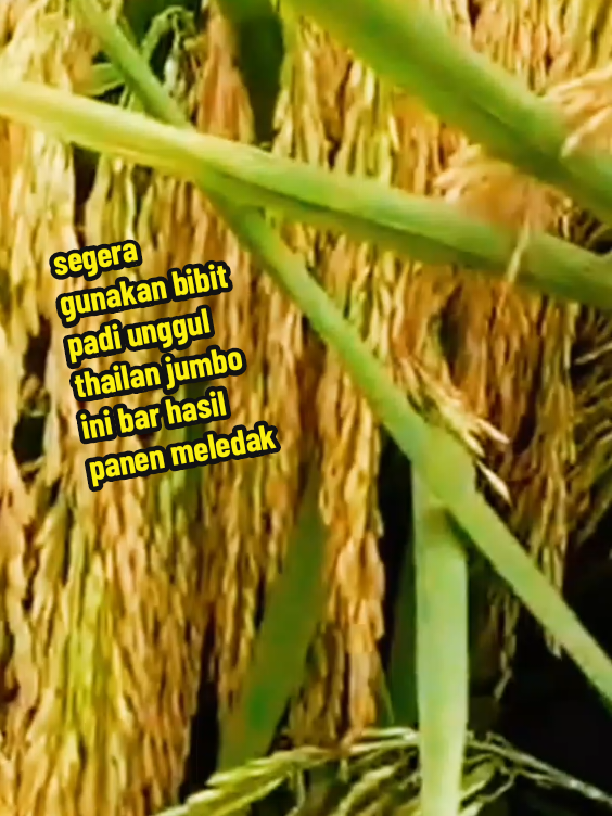 dari bibit 5kg bisa menghasilkan panen berkali kalilipat berkat menggunakan bibit unggul thailan jumbo#bibitpafibunggulthailanjumbo#bibitpadithalilanjumbo 