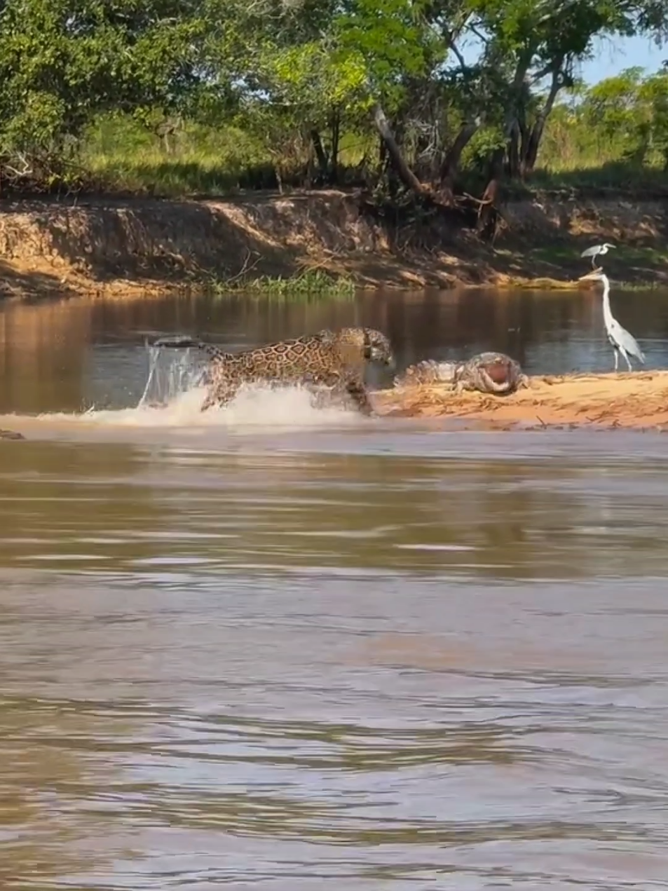 Powerful Jaguar attack crocodile 🐊 - Jaguar attack animal world - wildlife #animalworld #wildlife #badanimation #naturesounds #foryoupage