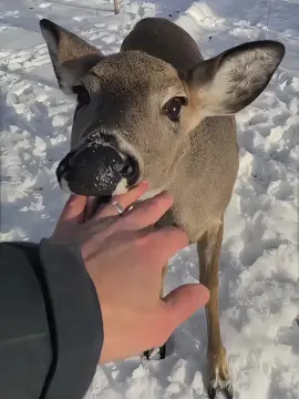 This man saved a frozen deer in the snow. Now, one year later, it’s part of his family ❤️🦌#DeerRescue #AnimalLove #HeartwarmingStory #SnowSeason #FamilyBond  