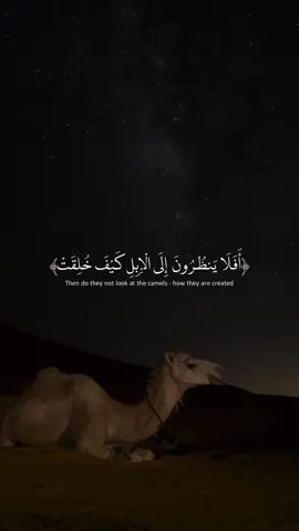 ارح سمعك - عبد الرحمن مسعد - صلوا على النبي محمد صلى الله عليه وسلم - #صلوا_على_رسول_الله #قران #عبدالرحمن_مسعد #fyp #abo_nadr7 
