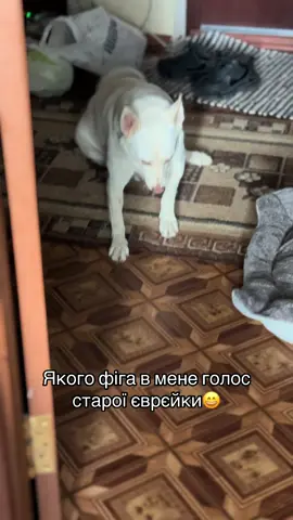 Чекала мамку під дверима,щоб отримати укусноє… #БєлкаіЮля 