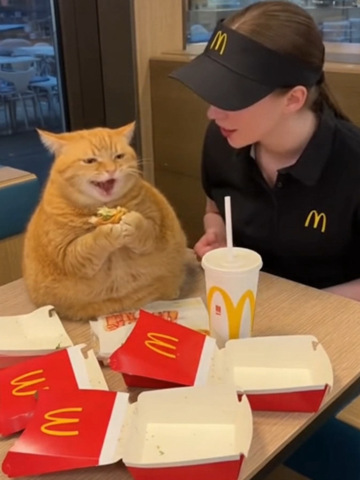Dicke Katze isst im McDonald's #cat #funny #sora #ai #fyp 