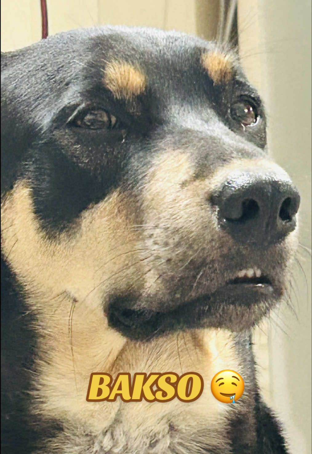 🐕‍🦺 : aku tuh laper! bukannya dikasi makan, malah dikontenin 😭 #doggo #cutedog #funnymoments #fyp 