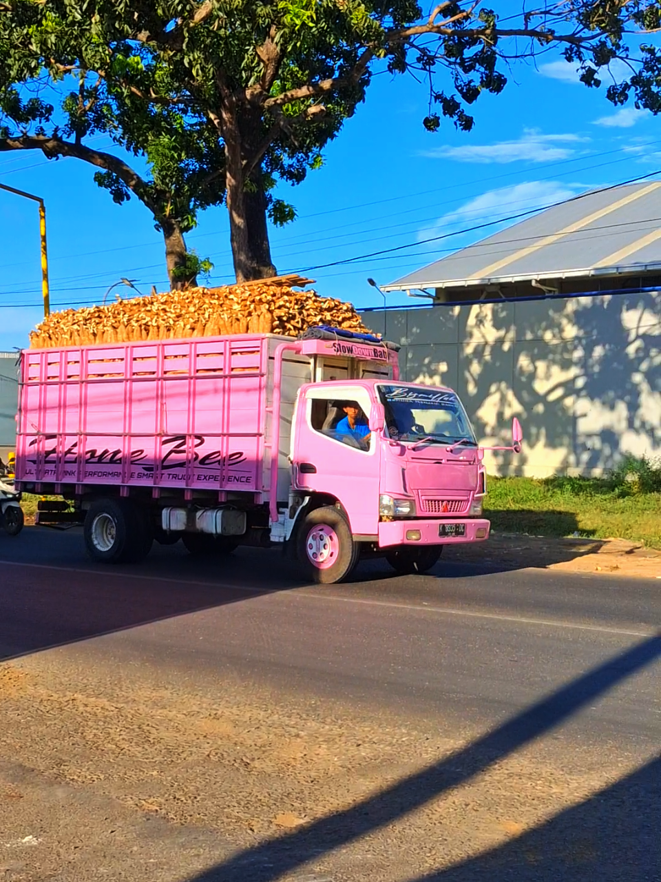 ada yg pink #petanisingkong #telobalap #pati24jam #fy #lewatberanda 