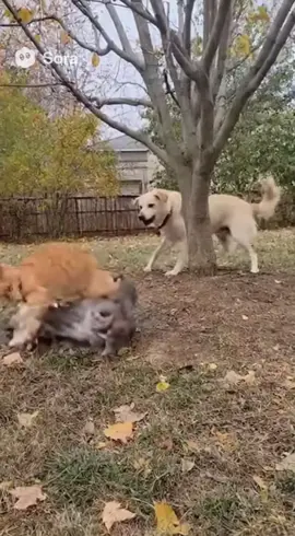 #cat #dog#fannyvideo 