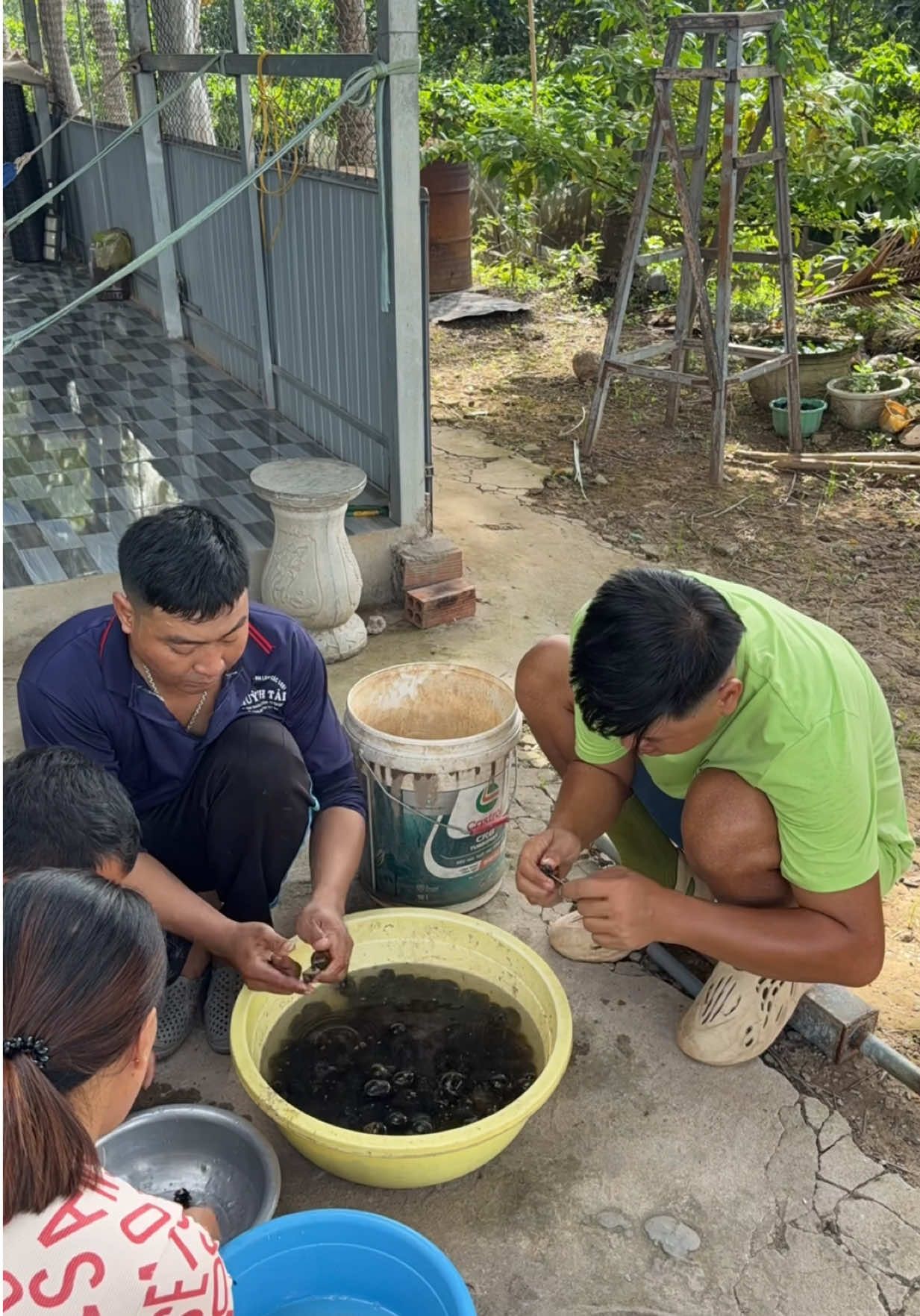 Ốc bươu đen luộc sả ốc bươu vàng sổ lụi ướp xả tế nướng ăn các bạn ơi #sonlocchanel1 #buanayangi 