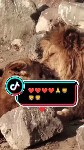 LOVE'S 🦁👑🦁@Adel' #Love #TikTokTrends #viral #fyp #trending 