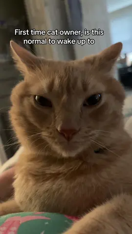 He’s purring, I’m confused #cat #cats #catsoftiktok #fyp #foryoupage 