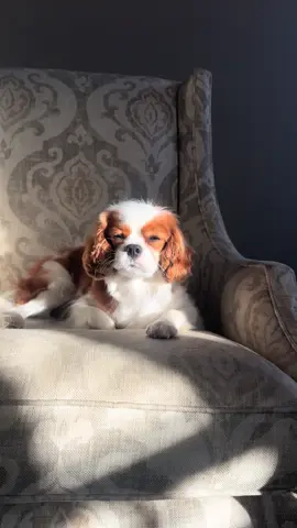 if chic was a dog breed #cavalierkingcharles #cavalier #fyp #pinterest 