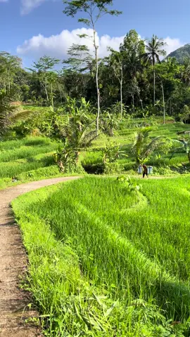 Di antara hamparan hijau dan senja yang merona, desa menyuguhkan damai yang tak bisa dibeli🌾🍃🏡✨ #suasanapedesaan #storysunda #pedesaan #kampunghalaman #fyp 