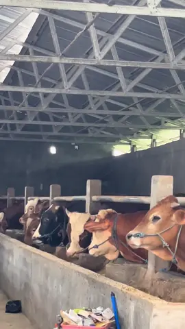 ☺️☺️#peternaksapiindonesia #peternakmuda #sampitak #foryoupage #fypシ゚ 