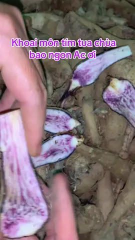 Khoai môn tím tủa chùa #dacsanvietnam #chikim #khoaimon #traimaduong #xuhuong 