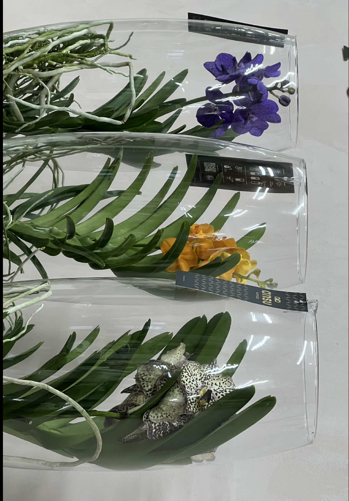 Ванда - королева орхідей😍 #ванда #орхідея #квітковий #вазон #flowers 