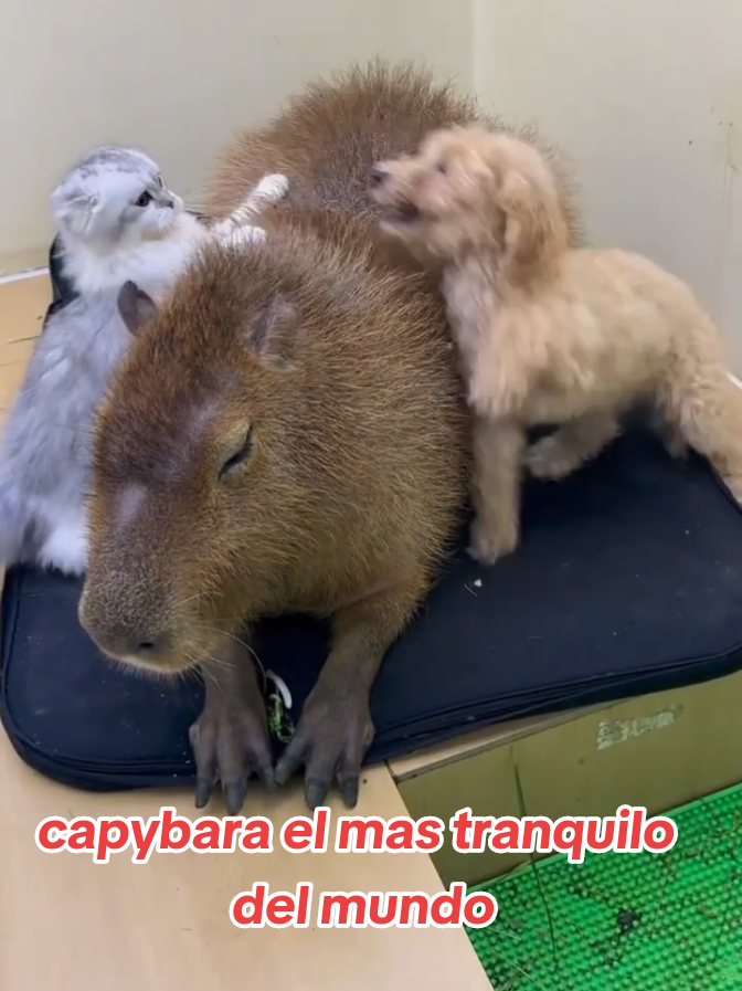 ADORABLES CRIATURAS capybara tiene mucha paciencia  #capybara #gracioso #foryoupage #funny #paratiiiiiiiiiiiiiiiiiiiiiiiiiiiiiiiiii🦋 