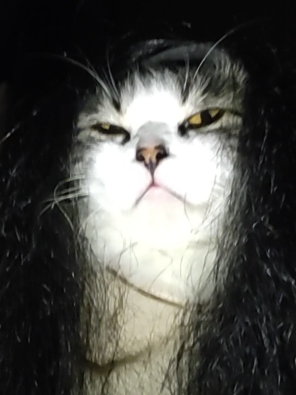 mama kunti 👻#viral #kucing #fyp #usingcloath #horor 