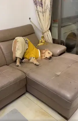 Người đừng như vậy, thần thiếp ngại a #tiktok #xuhuong #viral #pet #thucung 