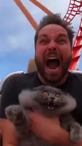 #funny #cat #funnyvideo #fun #funnyvideos 