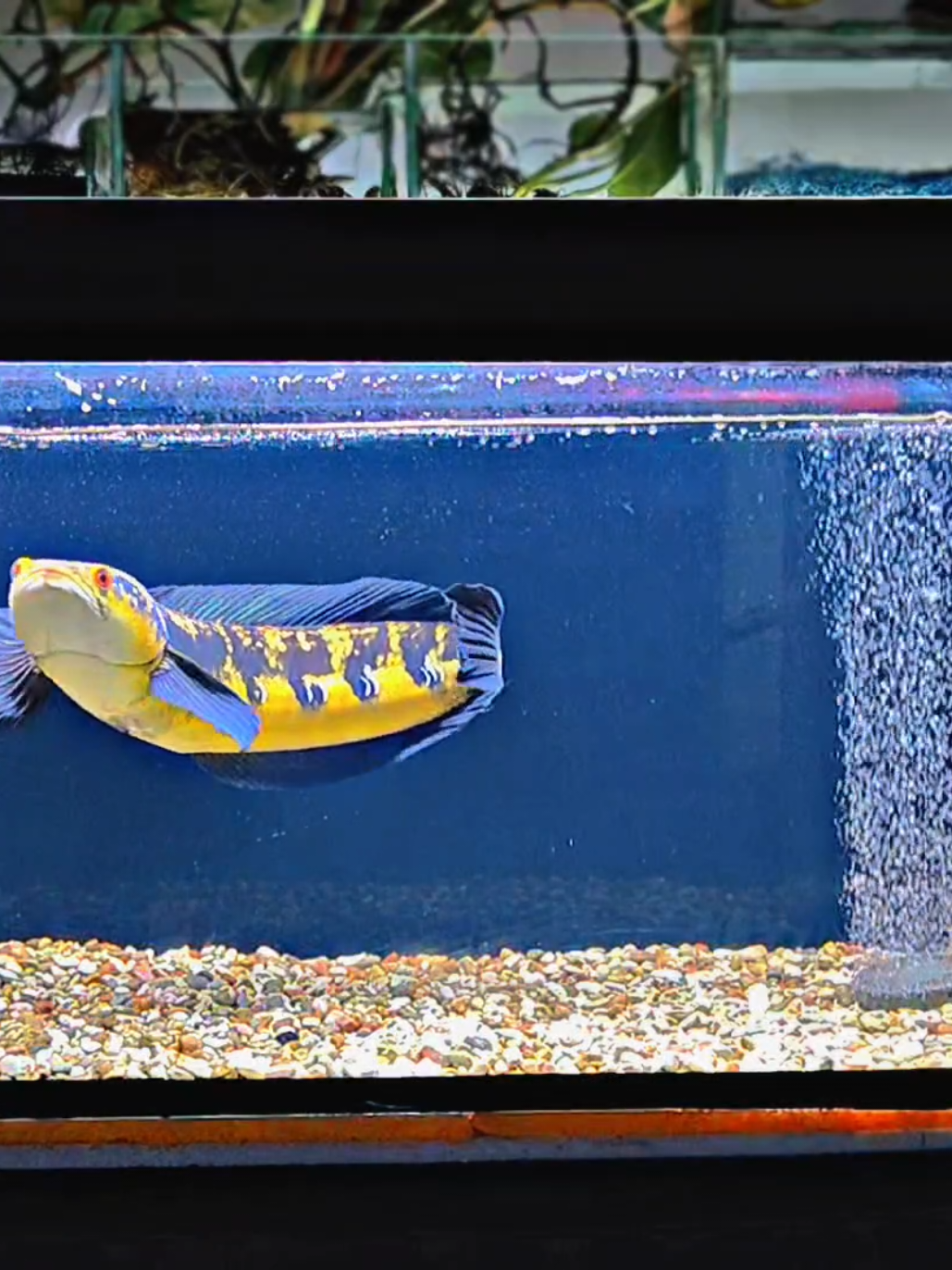 akhirnya pindah tank juga si Denok 🤭 #chanamaru #fypシ゚viral🖤tiktok #tankpredator #aquauvairpower #fyppppppppppppppppppppppp 