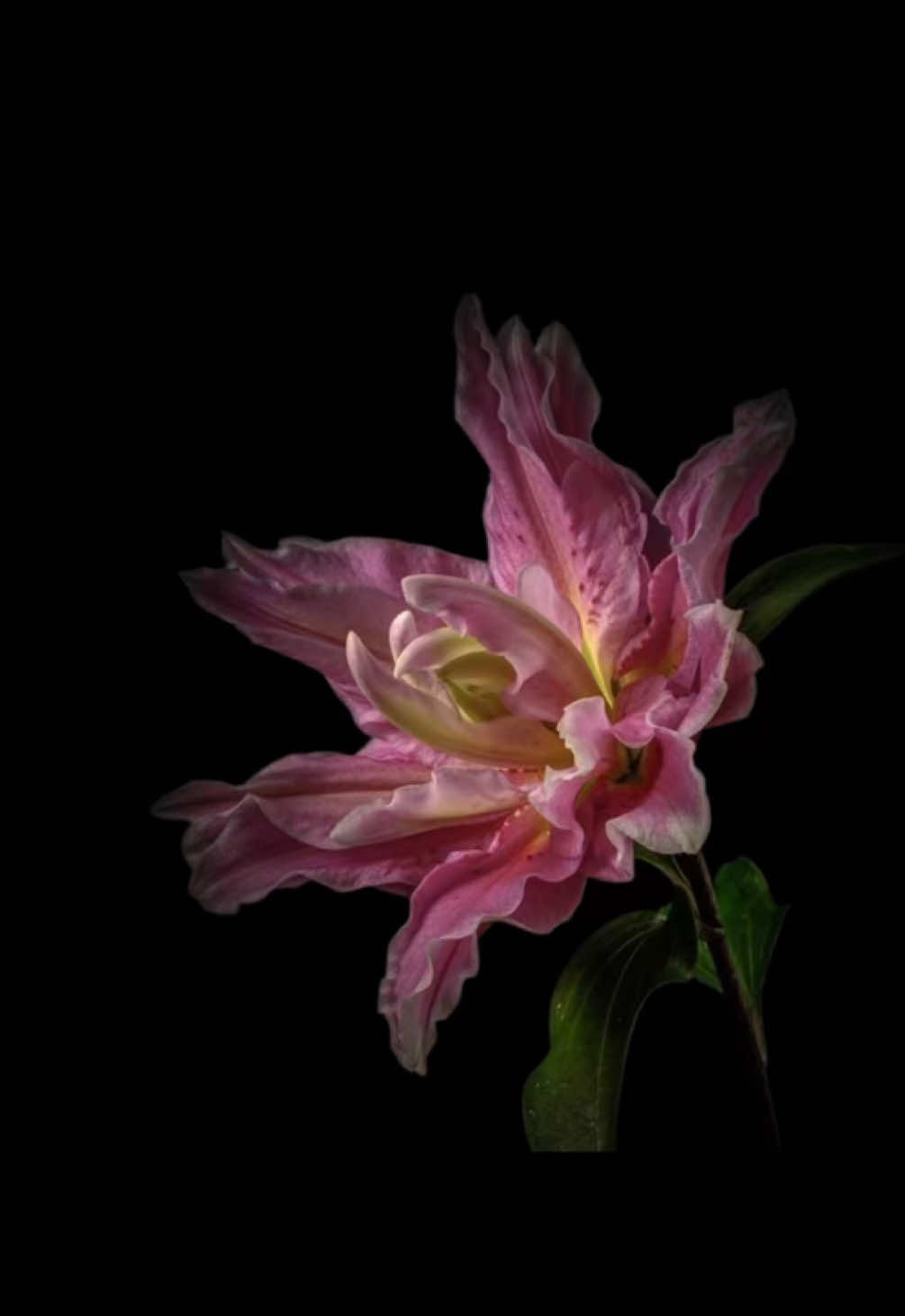 dark paradise 🎷 #lyrics #music #fyp #lyricsedit #spotify 