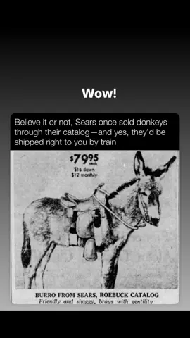 #animals #LanguageLearning #36secondsoflightwork #jackbrowns #36secondsoflightwork 