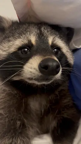 Guten Morgen,hallo Welt 🤩wir wünschen euch einen schönen Start in die Woche 🦝😍❤️💪#cutebaby #animal #positivevibes #fyp #tiktokviral 