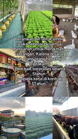 KESUKSESAN MILIK MEREKA YANG BERANI 😇#CapCut #pternakmuda #petanimuda #pengusahamuda #bosmuda 
