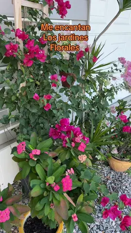 Hermosura de 🌷 flores#vidatranqila #quemaspodriaspedir #cambiodeestaciones⛈️🍂🍃🏖️🏝️ #otoñoregresa#creatorsearchinsights 