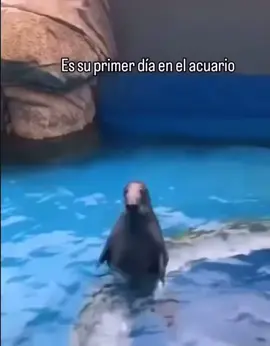 🥺 tierna foca en su primer día de acuario  #funnyvideoscomedy #animalworld 