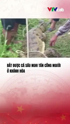 (Theo Người Lao Động) Bắt được cá sấu nghi tấn công người trên sông Chò (Khánh Hòa)#vtvcabtintuc#vtvcab#tiktoknews