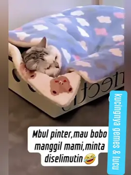 Kucingnya pintar, gemes & lucu..🤗
