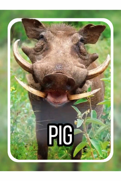 Can this pig be eaten? #gag #popular #usa_tiktok #america #pig 