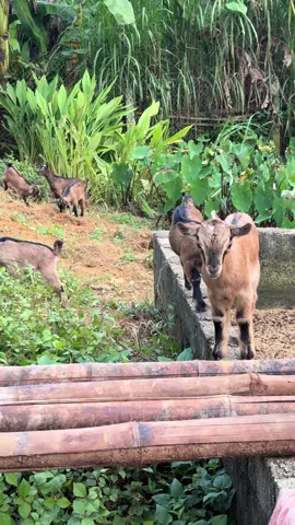 Anh sẽ về thăm #xuhuong #sanphamsach #goat🐐 #nuoikhongban 