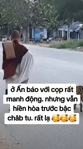 #xuhuongtiktok #TikTokAwardsVN #viralvideo #viraltiktok  RỒI CÓ AI TIN CHƯA? LOẠI MÃNH THÚ RẤT HUNG HÃN NHƯNG LẠI HIỀN HÒA KHI ĐI BÊN BẬC CHÂN TU. ĐÚNG LÀ ĐỨC ĐỘ CỦA CHÂN TU CẢM HÓA ĐƯỢC MỌI THỨ 🥰🥰🥰 🙏🙏🙏 XIN HÃY CUNG KÍNH ĐỨC HẠNH CỦA ÔNG ẤY 🥰🥰