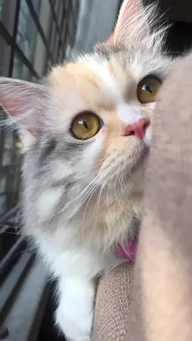 #cats #cat #cutecat #kitty #catsoftiktok 