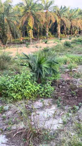 Proses perbaikan untuk tanaman yang terserang crown deases