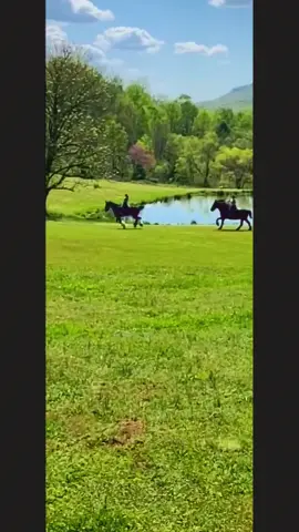 a Chattanooga carriage company we're more than just a carriage service we truly love and are passionate about our horses and every way we can from the 4-H clubs to assisted living homes to downtown Chattanooga are passion is sharing these beautiful gentle giants with the world. experience magic tranquility and peace book your tour today at chattanoocarriage.com
