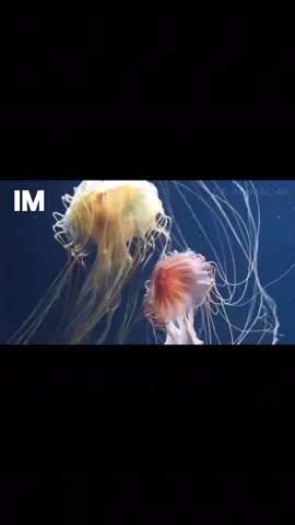 i love jelly fish  #lionsmanejellyfish #spottedjellyfish #seanettle 