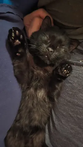 Sorry I kept laughing and shaking Baby Corn. #babycorncat #cerebellarhypoplasia #wobblycat 