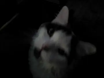 CUPSIZE - фура (сниппет) #cupsize #капсайз #линалифонова #фура #текстпесни #lyrics #fyp #song 