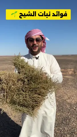 ما هي فوائد نبات الشيح الصحراوي #سائد_السردي 