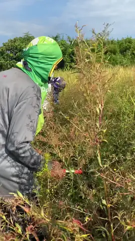 #nplej qus🌾🌾🌾