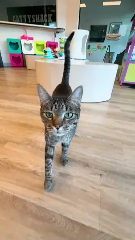 Good morning from the fluffiest corner of Florida 😻🌴☀️ if you want to meet our purrefect rescues book at Cattyshackcafe.com #catcafe #catsandcoffee #adoptdontshop #rescuecat 
