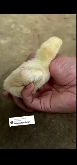 Trả lời @txujzebtsab #tubzajpheejhmoovhlub02 #🥰🥰🥰🥰 tuam leej kuab