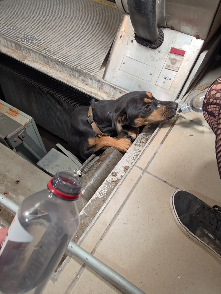 we found a dog trapped inside a dead mall.