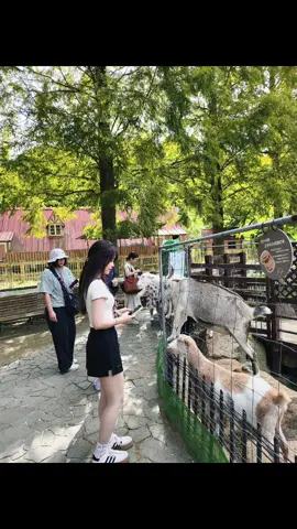 Địa điểm dành cho ai mê cừu như tui ở #kobe nha.📍 Ngoài các bé cừu🐑 còn có dê, ngựa, bò sữa, hamster...rất là đáng yêu🐮🐹😘 Thời tiết đang sang thu rất là thích hợp để đi nè, mát mẻ xanh tươi, cảnh đẹp, nên đi nha mn😊🍃🍂