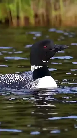 Amazing birds voices. #birds #birdsvoice #beautifull #birdssinging #nature #beautifull #birdslover #beautifullbirds #singing #wildnature #wildlife #wild #peacefull #relaxing #loving #bird #viral #viralvedio #viraltiktok #100k #LearnOnTikTok #grow #tiktok #f #foryoupage #foryou #fyp.